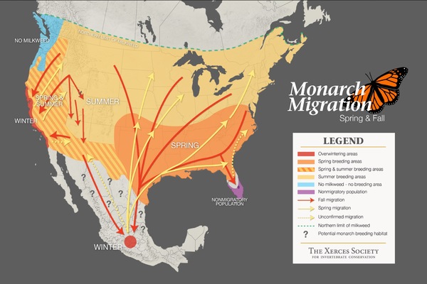 Winging It: The Buzz About Saving Monarch Butterflies